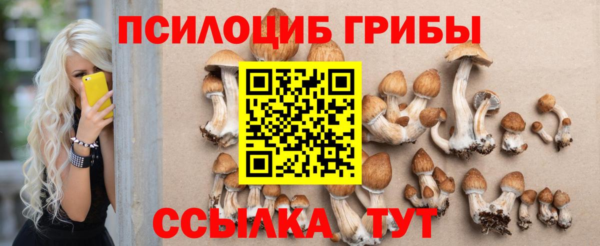 закладка  Лесной  Псилоцибиновые грибы Psilocybe 
